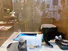 -悠尼宠物·独立低压伊珊娜洗护·美容·寄养(兰谷路店)