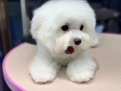 -FAELING PETS美天灵宠物(富力广场店)