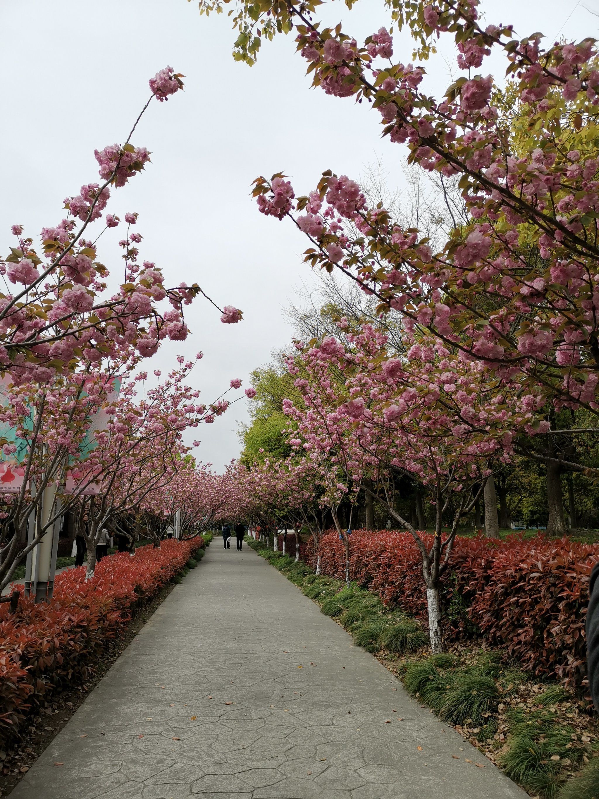 高东镇樱花园