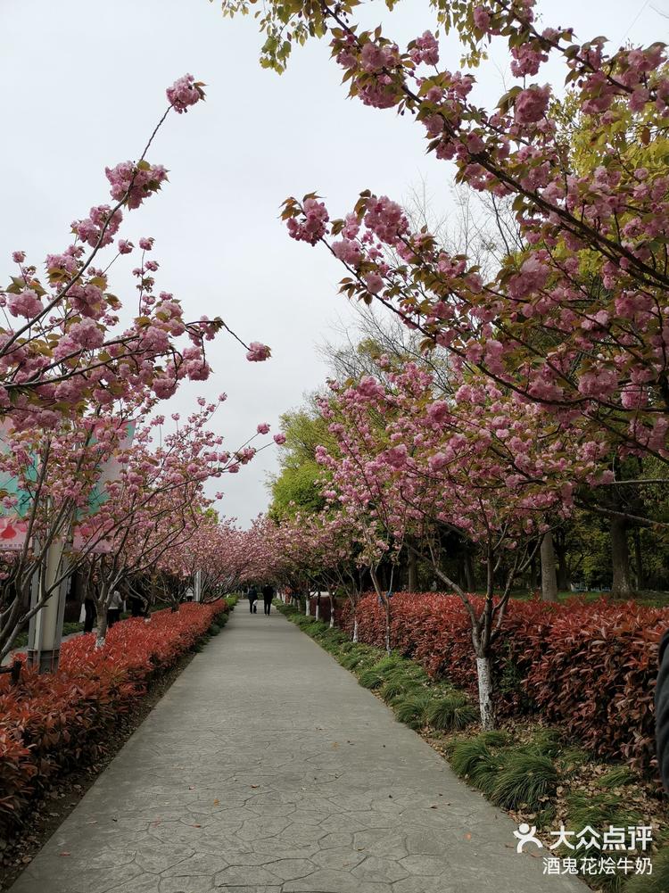 高东镇樱花园图片