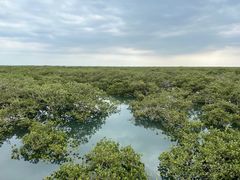 -北海金海湾红树林生态旅游区