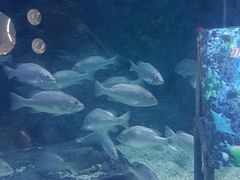 -烟台海昌鲸鲨海洋公园