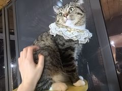 -MOCHA明星猫咖(田子坊店)