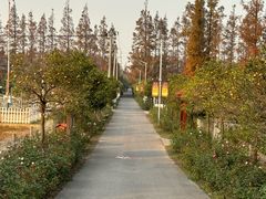 -上海长兴岛郊野公园