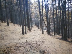 老路的松树林，松叶浸透了正片树林，感觉走在地毯上。-海坨山