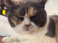 -有猫主题·治愈系猫咖(曾厝垵店)