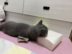 -宠福鑫康馨动物医院·骨科·眼科