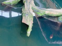 -南宫五洲植物乐园