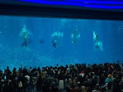 美人鱼表演-上海海昌海洋公园