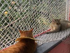 -喵屿·大理花园猫咖