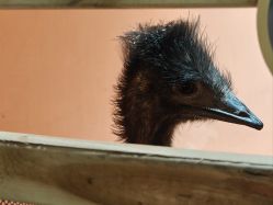 -Zoolung Zoolung动物主题公园(海信广场店)