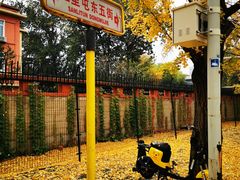 -三里屯东五街银杏大道
