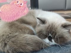 -喵园·猫主题咖啡厅·撸猫·猫咖(国贸店)