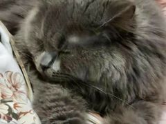 -东方名猫馆·英短金渐层布偶猫舍(环线广场1号楼店)