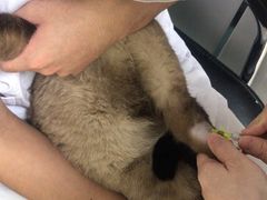 -宠颐生中康贝怡动物医院