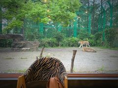 -上海野生动物园老虎餐厅