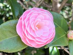 -鹤冈八幡宫