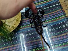-昆虫窝子·特色云南菜(拓东路总店)