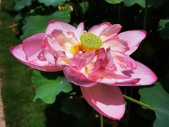 -陈家山荷花公园