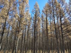 -塞罕坝国家级自然保护区