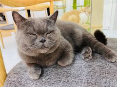 -喵园·猫主题咖啡厅·撸猫·猫咖(国贸店)