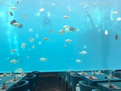 -瑞德姆美人鱼海底演艺主题餐厅(亚龙湾店)