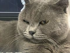 -美联众合动物医院(·中兽医·疑难杂症·严家桥分院)