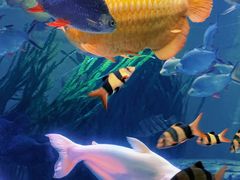 -上海海洋水族馆