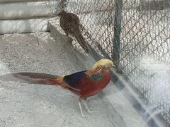 -石家庄市动物园