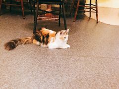 -猫色咖啡·猫咖