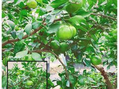 -前小桔亲子创意农场·草莓采摘·露营烧烤