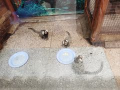 -上海大自然野生昆虫馆(东方明珠·爬宠昆虫探索中心)