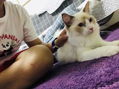 -70cat德文卷毛猫·缅因猫纯种猫舍