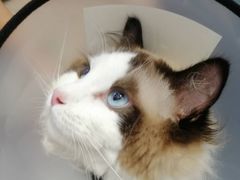 -关爱宠物医院·猫科中心·消化科(滨湖万达分院)