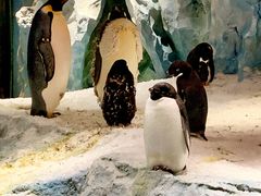 -帝企鹅自助餐厅•儿童岛•真企鹅(长隆企鹅酒店)