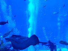 -亚特兰蒂斯•OSSIANO奥西亚诺海底餐厅