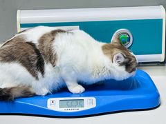 -关爱宠物医院·猫科中心·消化科(滨湖万达分院)