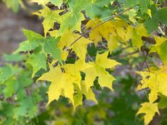 -北京西山国家森林公园