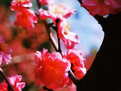 -望江楼公园