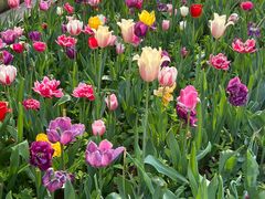 -洛阳郁金香牡丹园