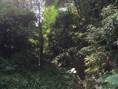 -火炉山森林公园