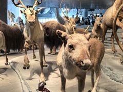 -Behring World of Animals(上海自然博物馆店)