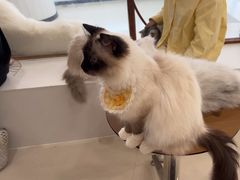 -共舞时光猫咖·狗咖(新街口店)