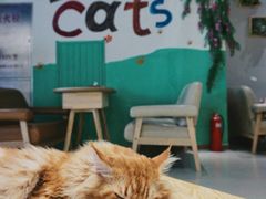 -藏猫猫咖啡主题馆(中央大道店)