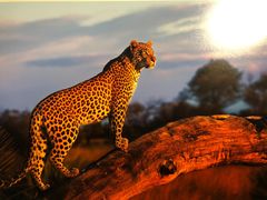 -罗红摄影艺术馆