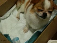 -严国平动物医院(德政总院)