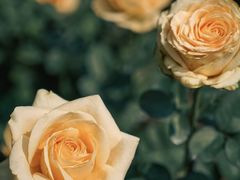 -人民公园(罗湖区)