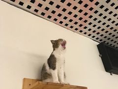 -喵匠猫主题咖啡(凯德和平广场店)