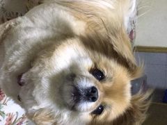-中农大我爱我爱24h动物医院·中医针灸·猫专科·骨科医疗中心(双井店)