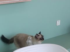 -怪兽屋·羊驼·猫咖·狗咖(俊华广场店)